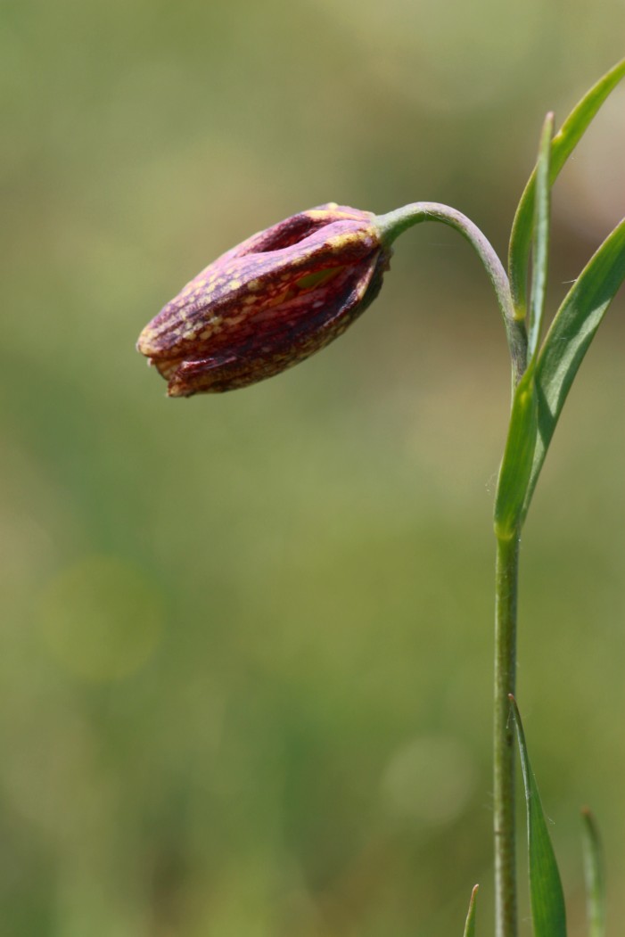 Fritillaria orientalis